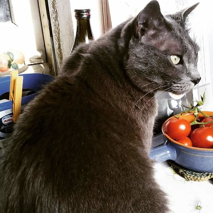 Certosino è scomparso da Pula, l’appello: “Aiutatemi a trovarlo, offro ricompensa”