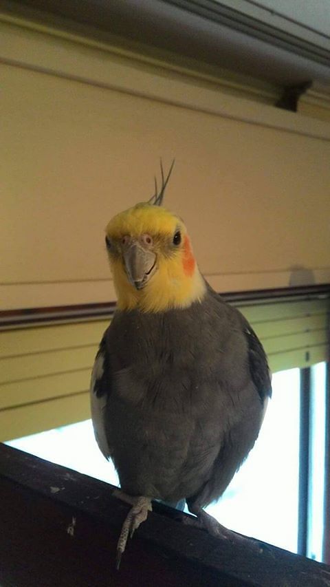 Sos per Rocky, calopsite scappato a Cagliari: “La sua compagna pappagallina è triste senza di lui”