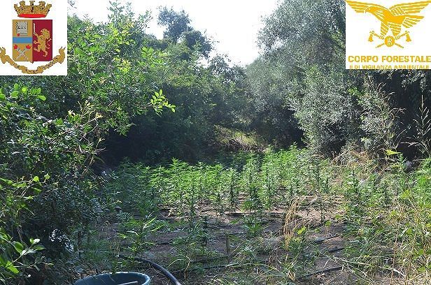 Maxi serra di marijuana a Bari Sardo, 1500 piante: coppia di ogliastrini in manette