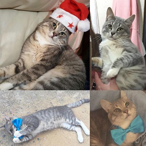 Merlino, stupendo gatto scomparso da Serdiana: “Lauta ricompensa per chi lo ritrova”