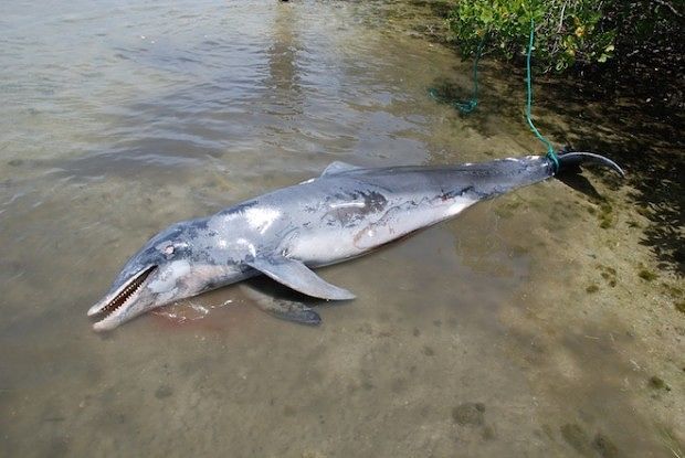 Mare inquinato, la “marea rossa” fa strage di pesci e delfini: addio anche al dolce Speck