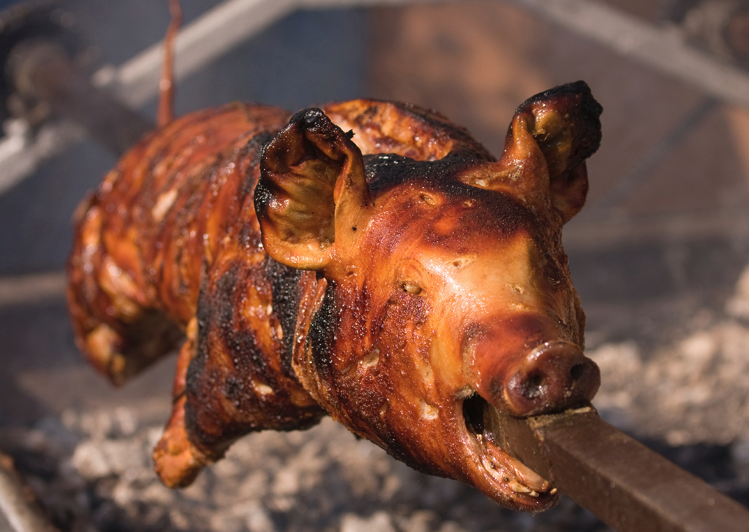 Porchetto “vietato” in Sardegna, esplode la polemica: “Mangeremo maiali rumeni alla vostra salute”