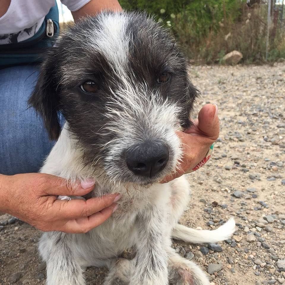 “Dopo le vacanze, adotta un cagnolino”