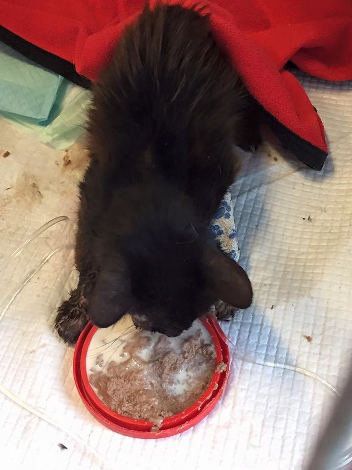 Col musetto sbranato dai vermi: salvo il gattino randagio “senza volto”