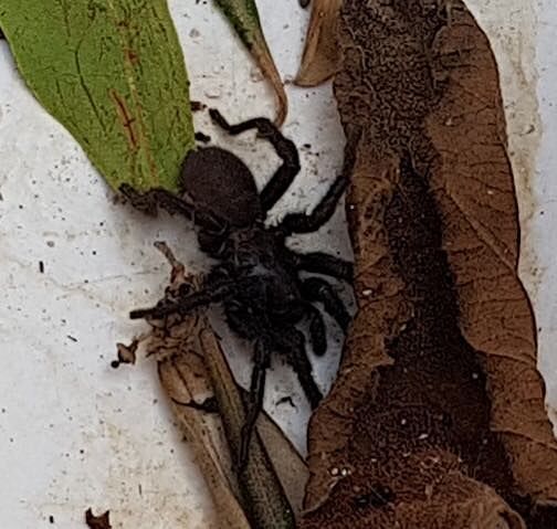 Ragno botola nuragico a San Teodoro: tornano gli “avvistamenti” dei lettori