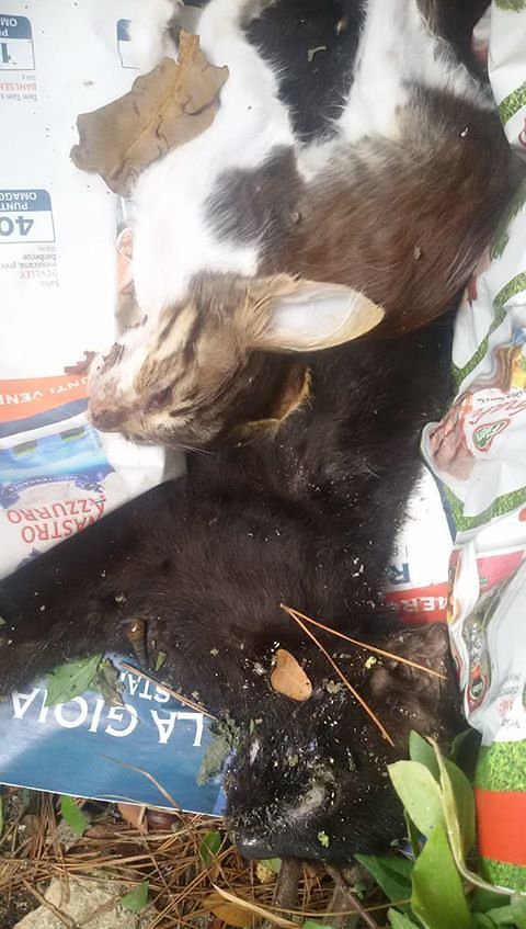 “Cagliari, gattini massacrati dai cani senza guinzaglio nel parco di Bonaria”