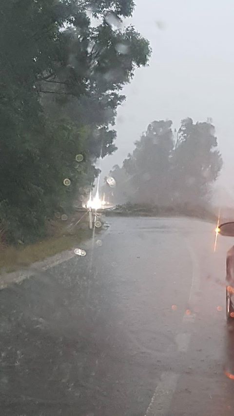 Violento nubifragio sul Medio Campidano, un grosso albero crolla tra Samassi e Sanluri