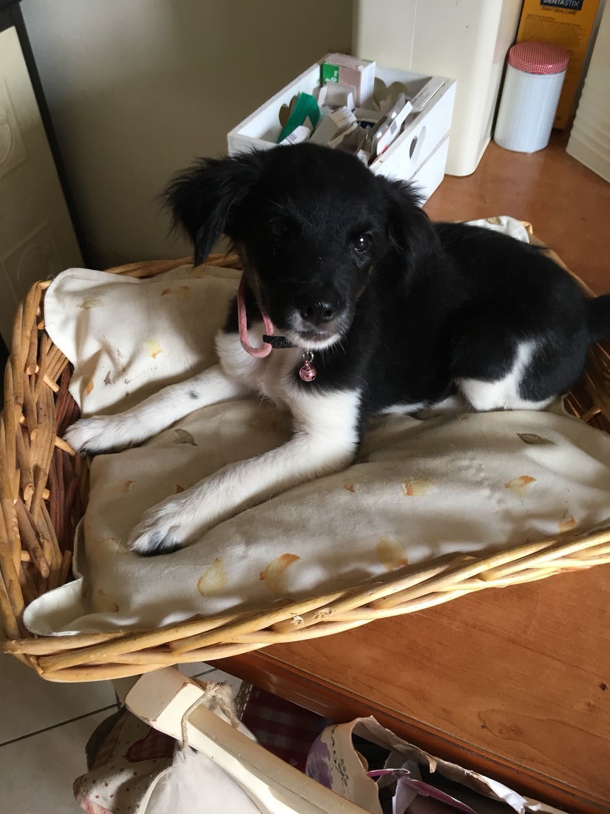 Cucciola trovata nella notte a Soleminis: chi la riconosce?