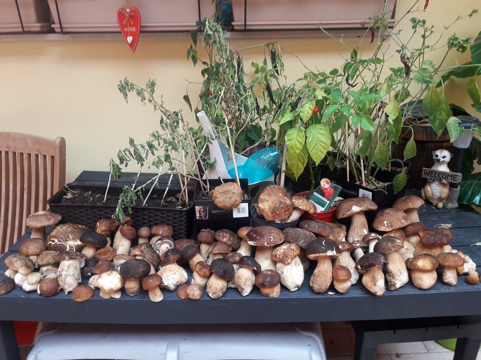 Funghi record ad agosto in tutta la Sardegna: mandateci i vostri selfie