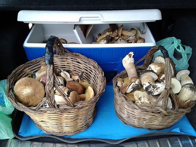 Funghi da record a Tonara: la Sardegna scopre la bellezza dei porcini ad agosto