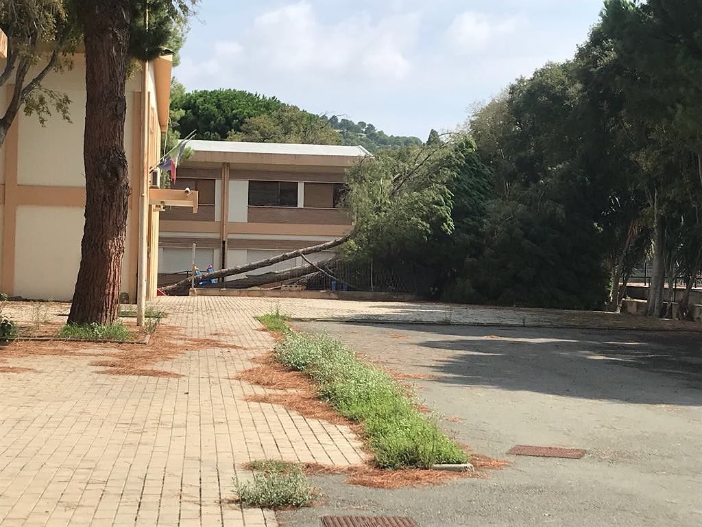 Cagliari, crollano due pini nel cortile della scuola di via Melogu: gli effetti del maltempo