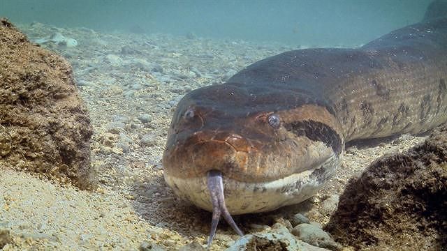 Germania, anaconda nel lago terrorizza i cittadini