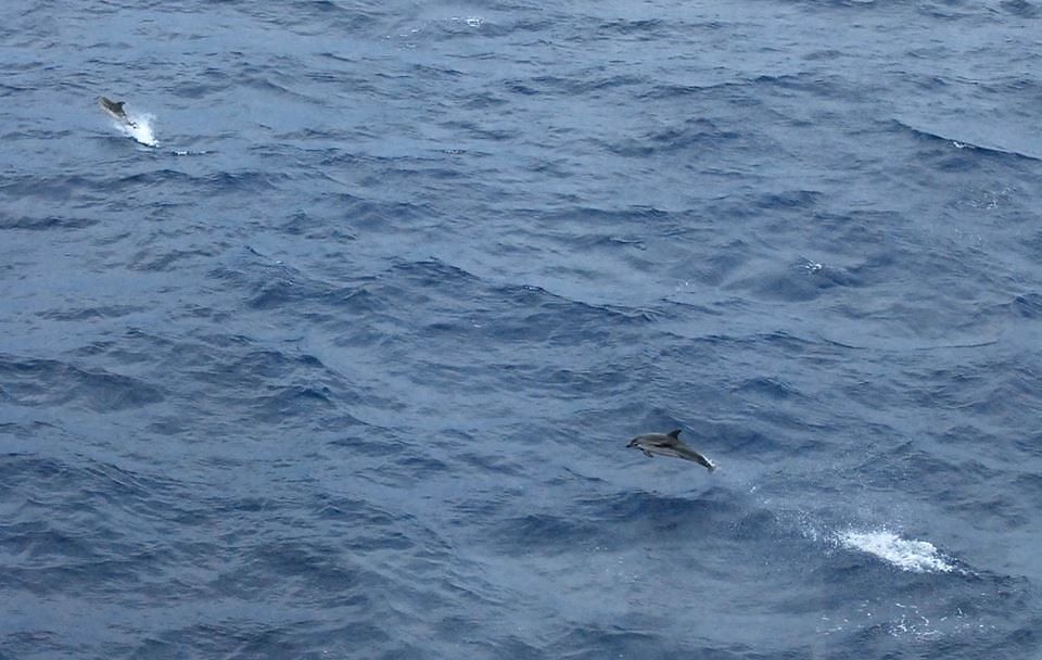 Delfini, stenelle e tartarughe marine: la traversata da Palermo a Cagliari regala emozioni