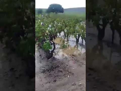 Sestu, campagne in ginocchio dopo il nubifragio: situazione disastrosa per le produzioni (VIDEO)