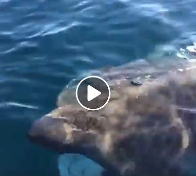 Sardegna, incontro ravvicinato con uno squalo elefante a Porto Ottiolu – VIDEO