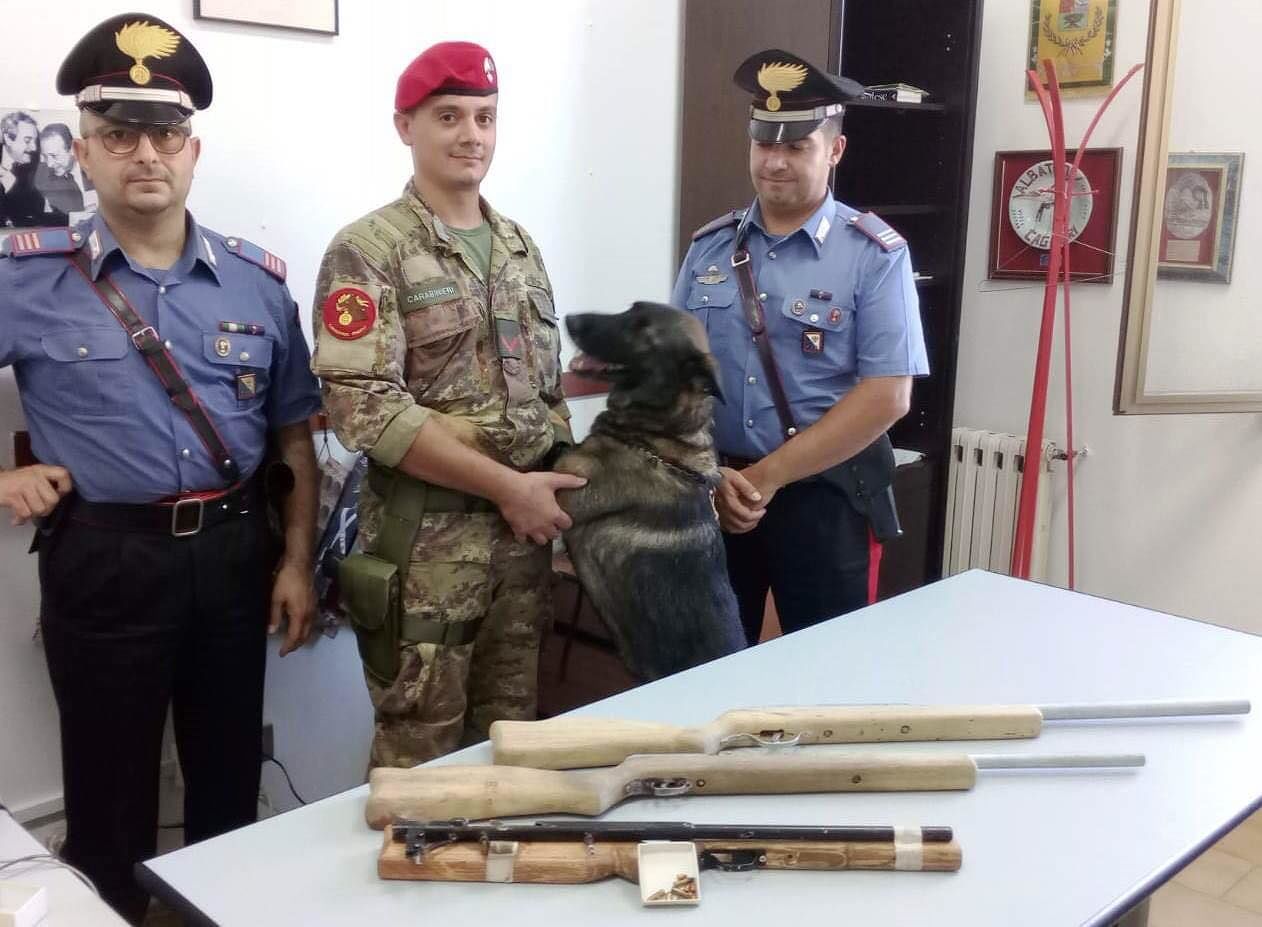 Girasole, fucili e munizioni sotterrati nel giardino di casa: scoperti dal fiuto di Pando