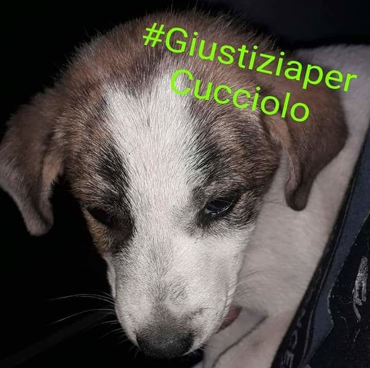 Cagnolino di 2 mesi impiccato a Nuoro: oltre 50 mila firme per chiedere “Giustizia per Cucciolo”