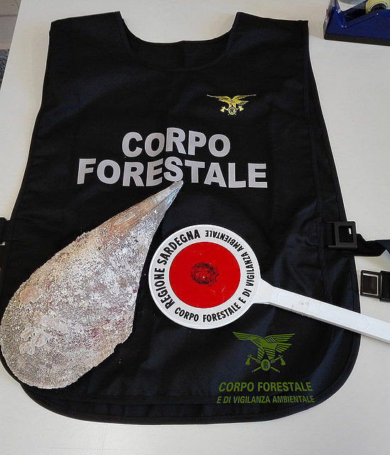 Pesca una nacchera a Villasimius, turista piemontese ora rischia il carcere