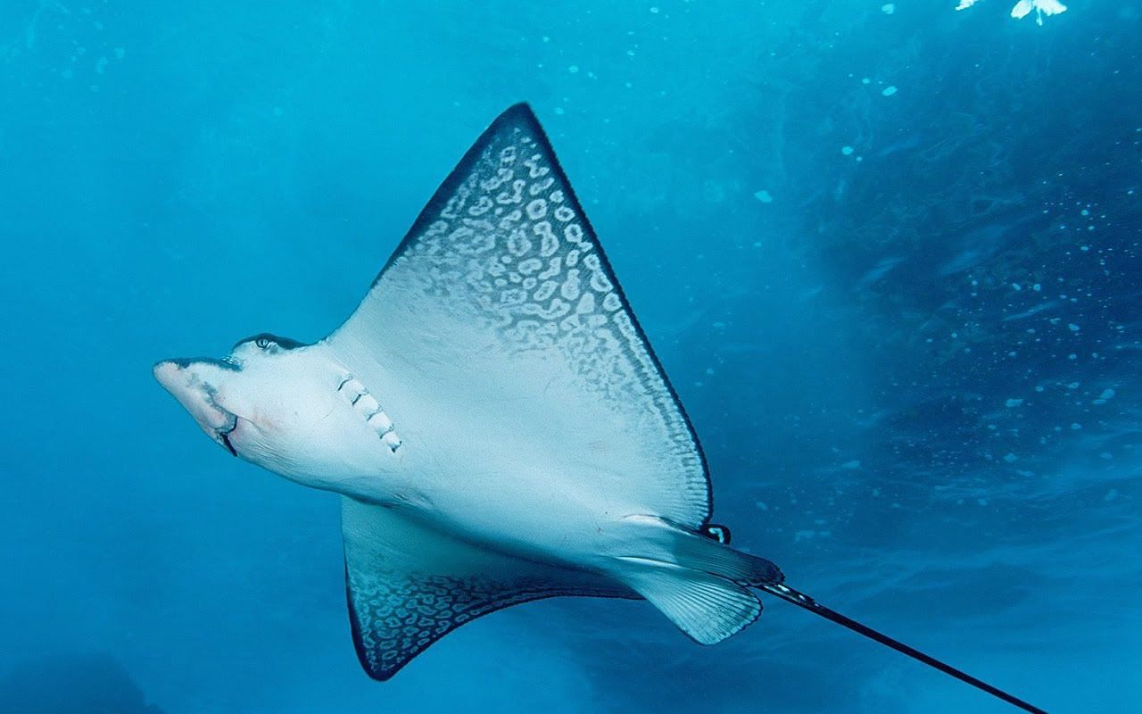 Orrore a Cala Cipolla, turista romano taglia a pezzi una razza: denunciato