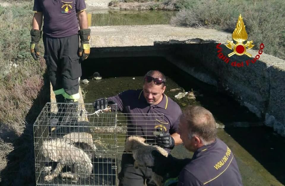 Quartu, 3 cagnolini rischiano di annegare nello stagno di Molentargius: salvati dai Vigili del fuoco
