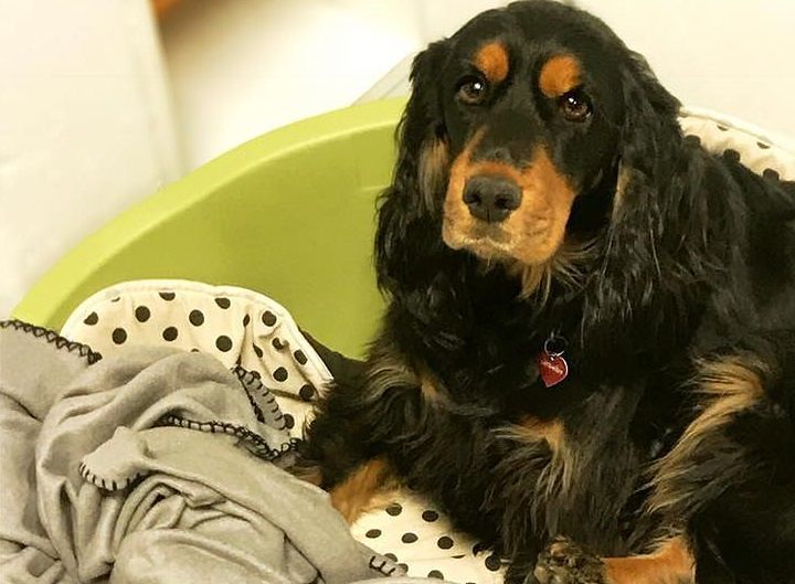 Cagnolina smarrita a Selargius: “Aiutateci a trovare la nostra Pia”