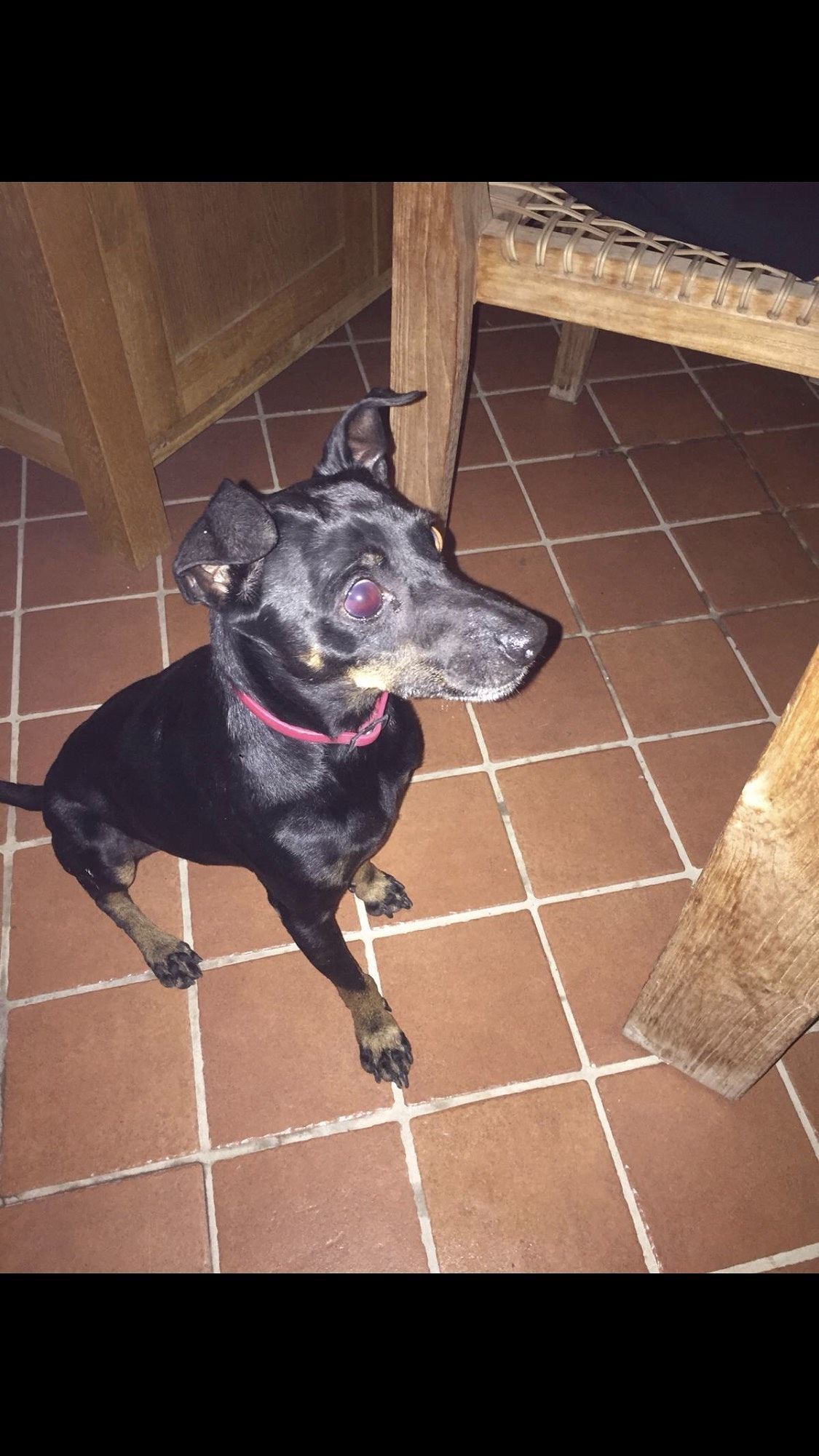 Quartu, ritrovato un cagnetto smarrito a Foxi: chi riconosce il suo collarino rosso? 