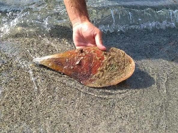 Crimini di natura in Sardegna, il WWF: “Daspo ambientale per i turisti”