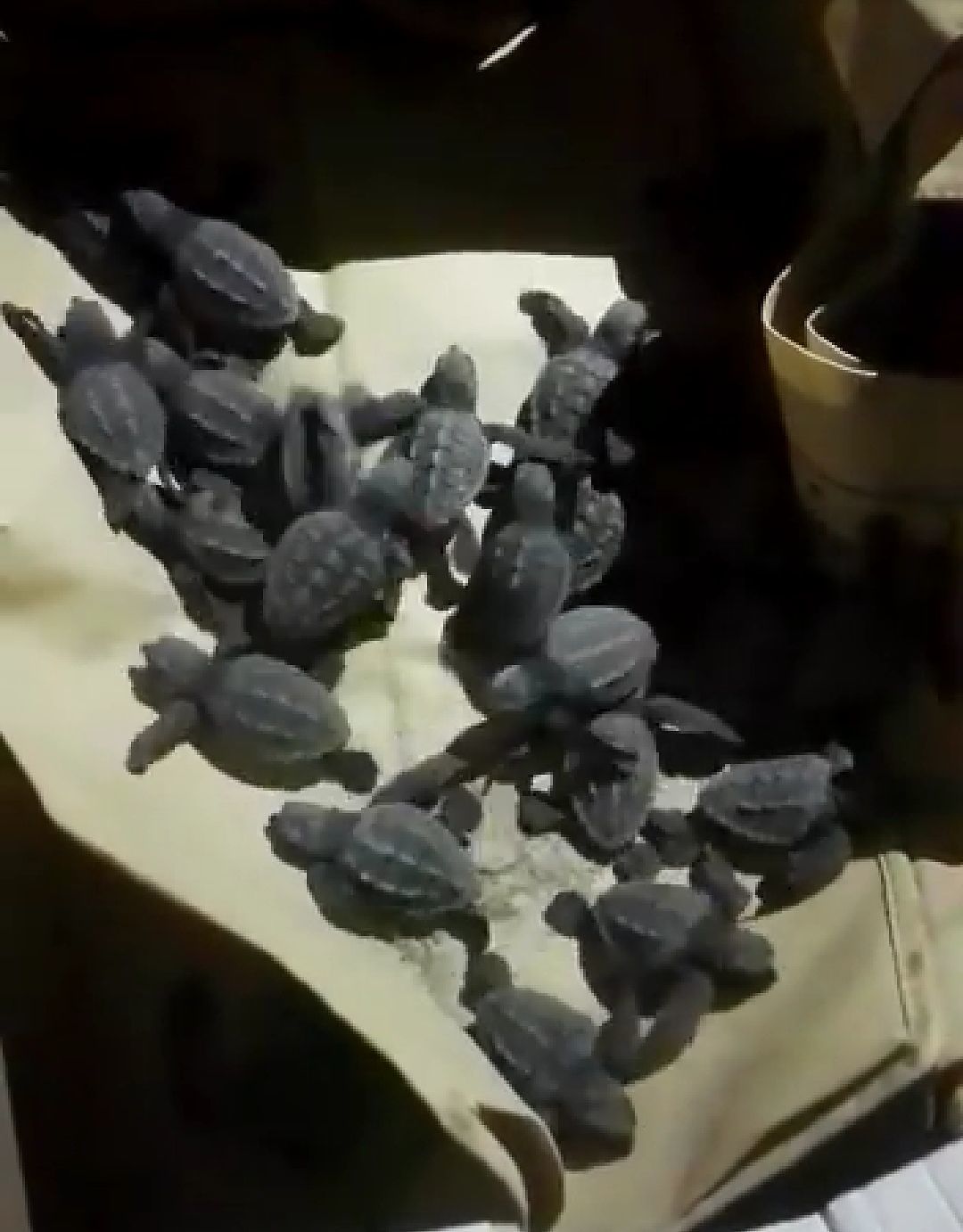 Spettacolo della natura al Poetto, nascono decine di “Caretta caretta” coccolate dalla luna