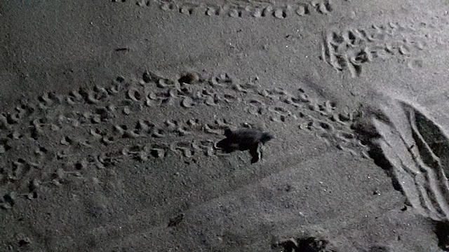 Quartu, sono due le schiuse nella notte al Poetto: nate 76 tartarughe