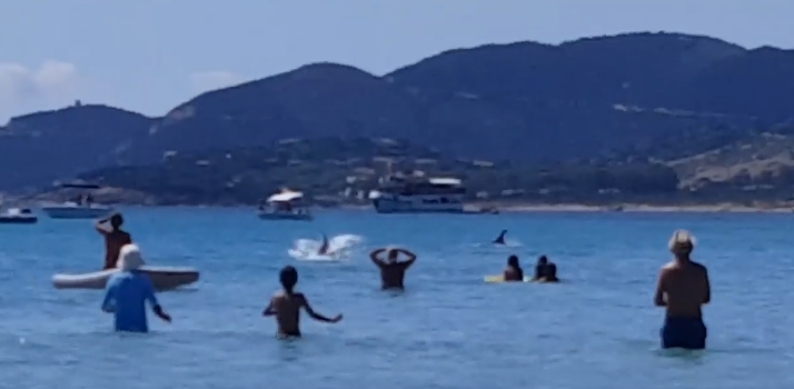 A Villasimius i delfini nuotano con i bagnanti: “Un’emozione unica” – VIDEO