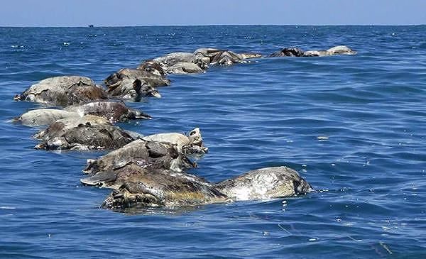 Trecento tartarughe trovate morte nel Pacifico: “Strage causata ancora una volta dall’uomo”