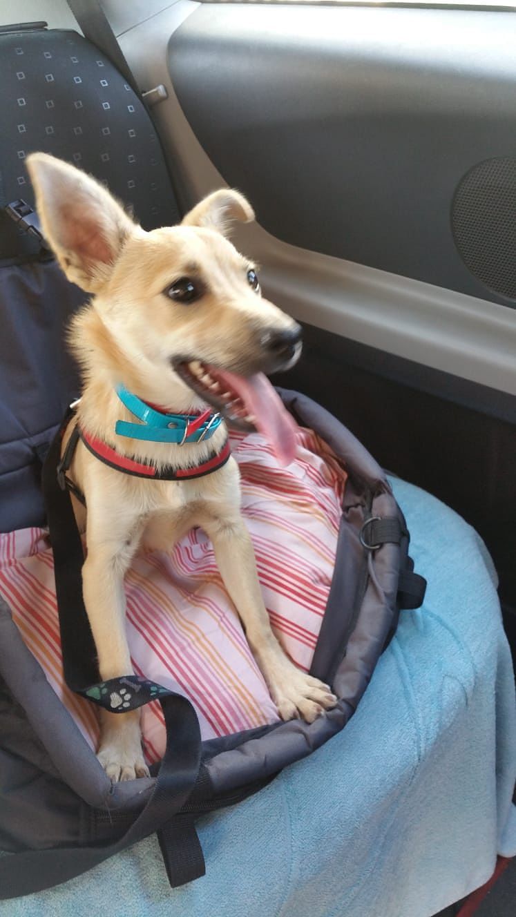 Cagliari, cagnetta trovata in piazza Costituzione: aiutiamola a tornare a casa