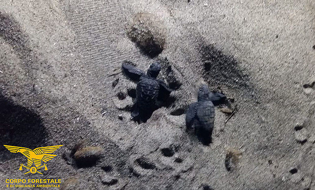 Quartu, nuovo lieto evento al Poetto: nate nella notte altre 11 tartarughine