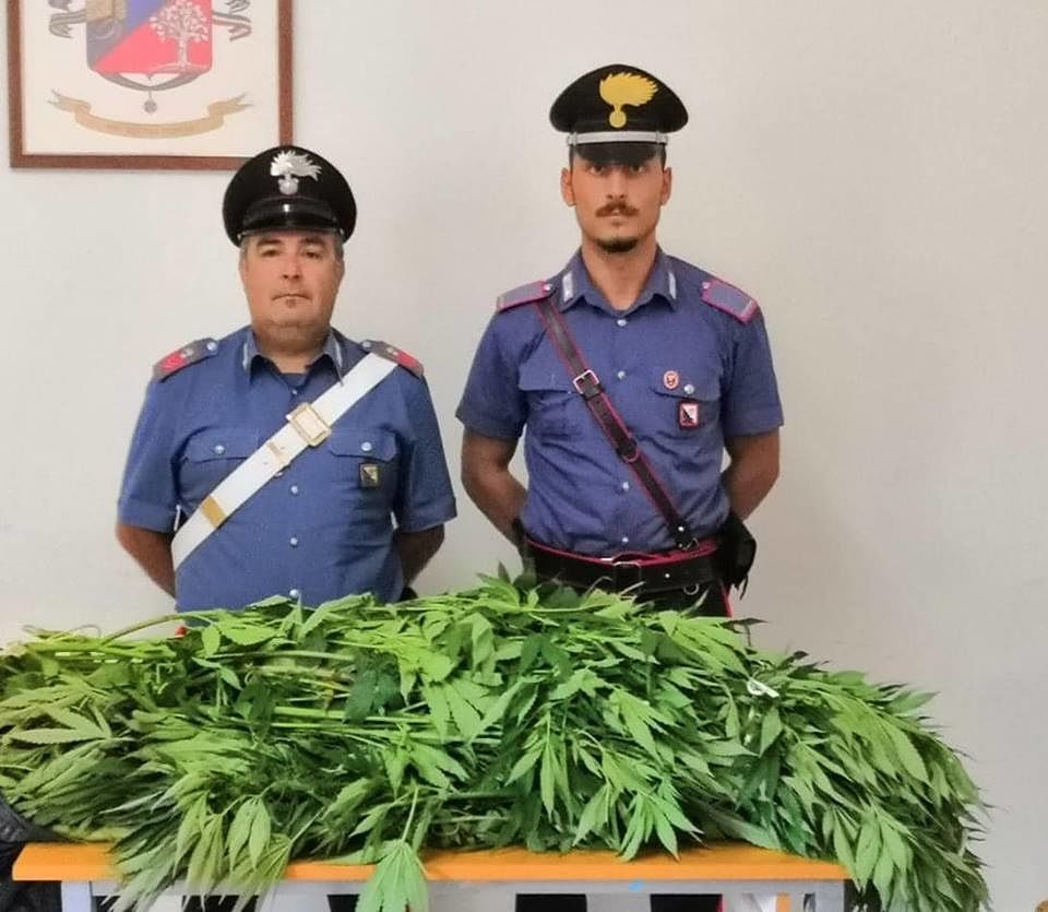 Serdiana, due maxi piante di marijuana sequestrate dai carabinieri: caccia al proprietario