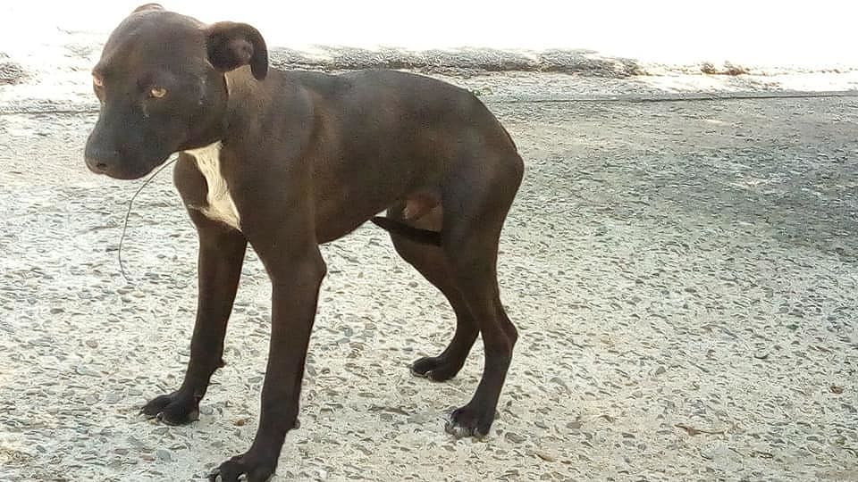 Con un filo di ferro legato stretto al collo: lo spettacolo penoso a Samassi