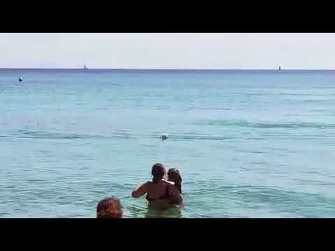 I bellissimi delfini sul litorale di Quartu: bagnanti innamorati, boom di video sugli Smartphone