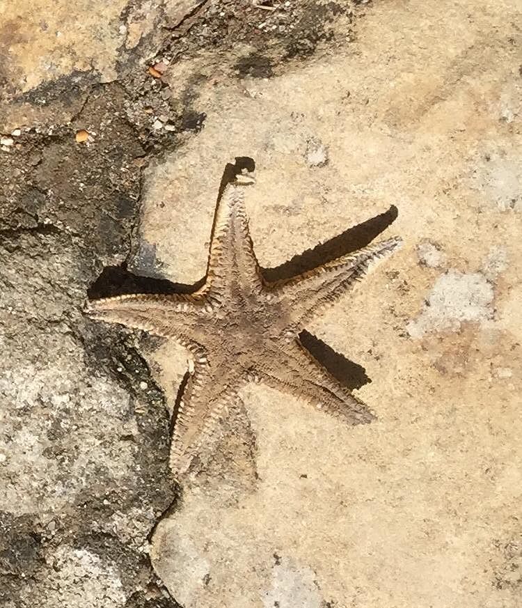 Non solo Lucchetta: stelle marine gettate al sole a Geremeas, è polemica sul web