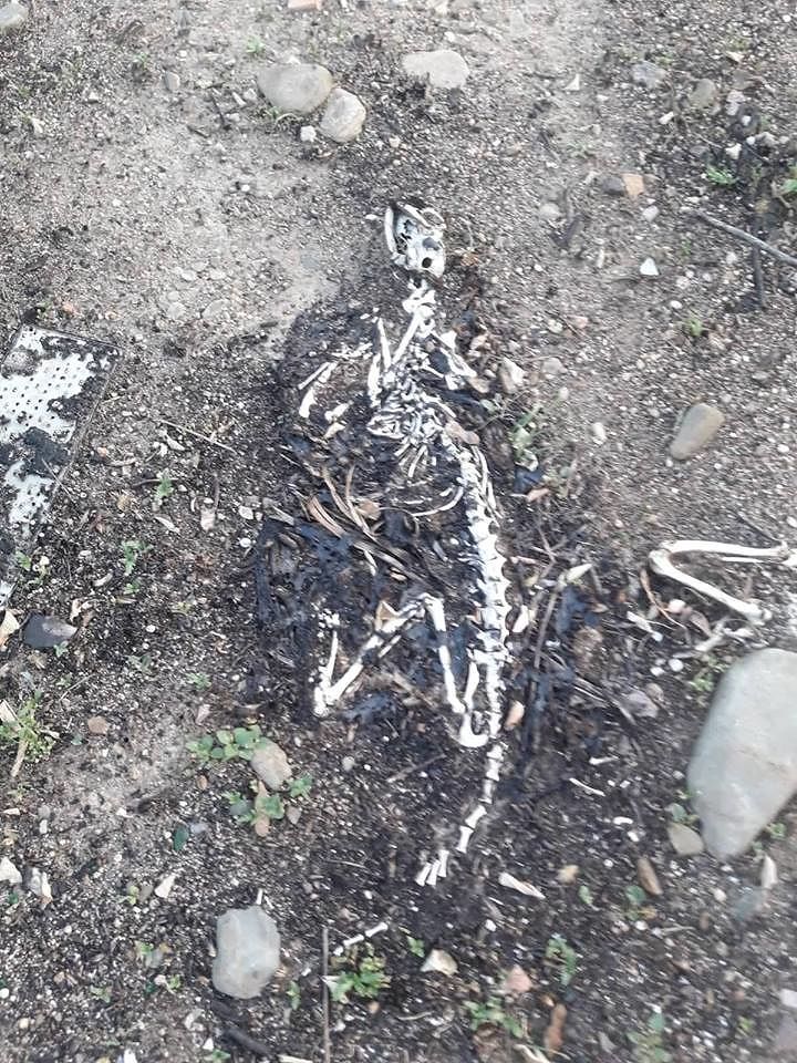 Sestu, allarme in via Laconi: abusivismo, sporcizia e carcasse di animali