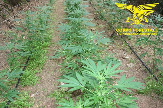 Nuoro, 500 piante di marijuana coltivate ai piedi dell’Ortobene: in manette 19enne