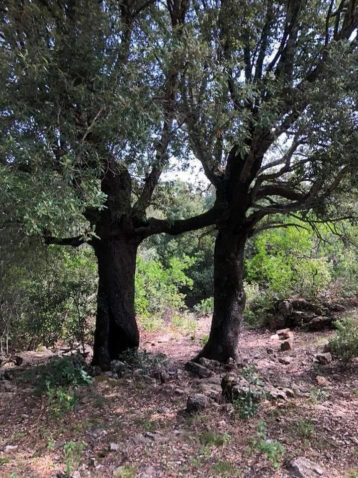 La natura che sorprende, due Lecci a Ulassai “si prendono per mano”