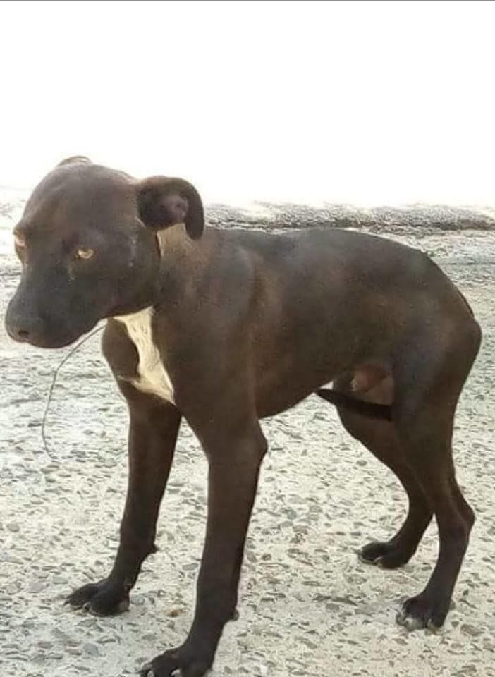 Lieto fine per il cane che vagava per Samassi con un filo di ferro legato al collo