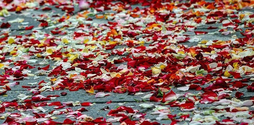 Monserrato, tenta di passare con l’auto sulla “ramadura” della processione: “Disabile aggredita dai fedeli”