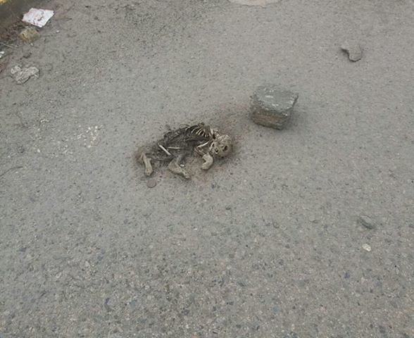 Monserrato, lo scheletro di un gattino in strada da febbraio: “Perchè nessuno lo rimuove?”