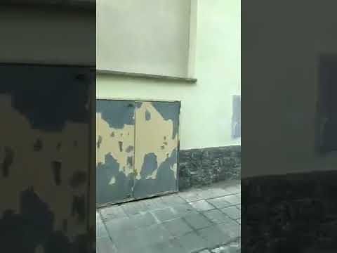 Selargius invasa dalle blatte, in pieno giorno infestano strade e case: “Che belloooo…” (VIDEO)