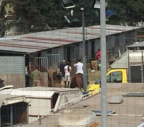 Cagliari, animalisti contro l’esercito: “Cavalli in sofferenza nei box di lamiera”