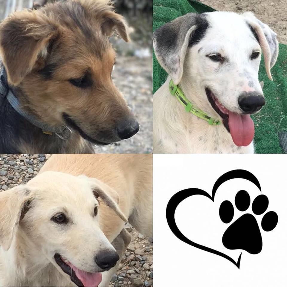 Billo, Teddy, Milk e mamma Gilda: i piccoli randagini in cerca di una carezza, aiutiamoli!