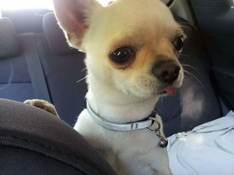 Un dolcissimo chihuahua smarrito a Flumini: è malato e ha bisogno di cure, chi lo riconosce?