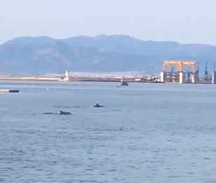 Cagliari, spettacolo a Su Siccu: i delfini danzano tra le onde