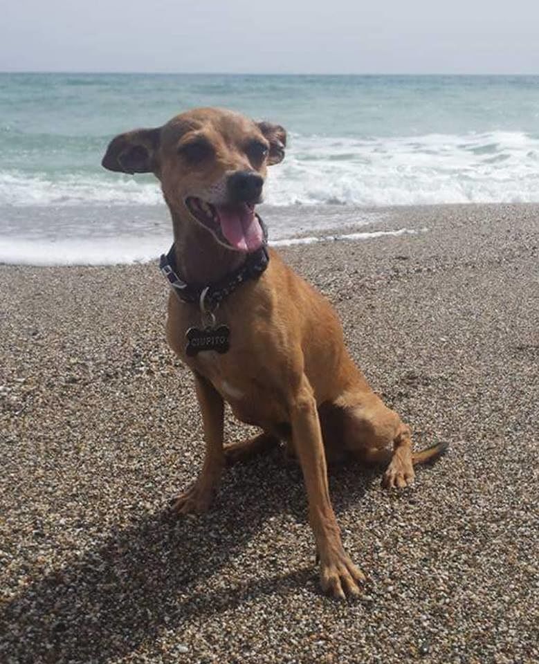 Porto Corallo, è scomparso il piccolo pincher Ciupito: “Aiutateci a trovarlo, siamo disperate”