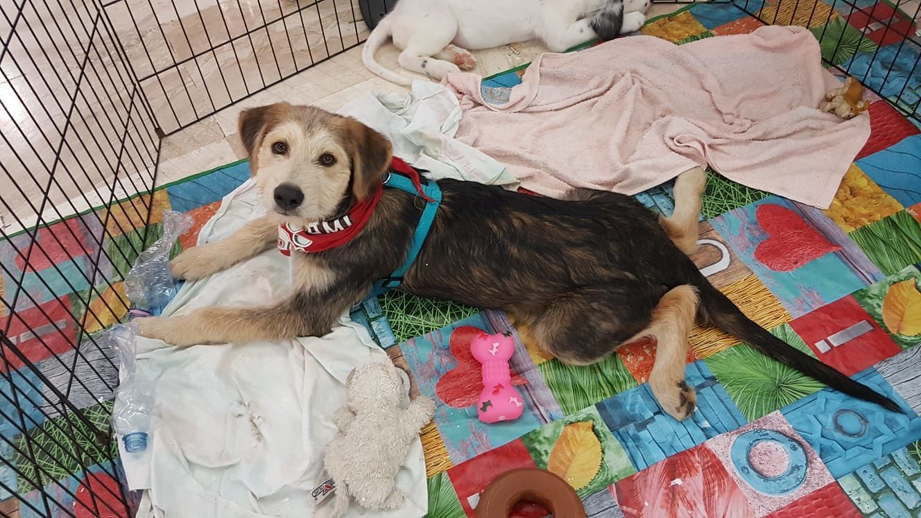 Cagnetto di 5 mesi cerca casa, aiutiamolo